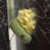 アオムシサムライコマユバチの蛹